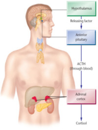 cortisol_image